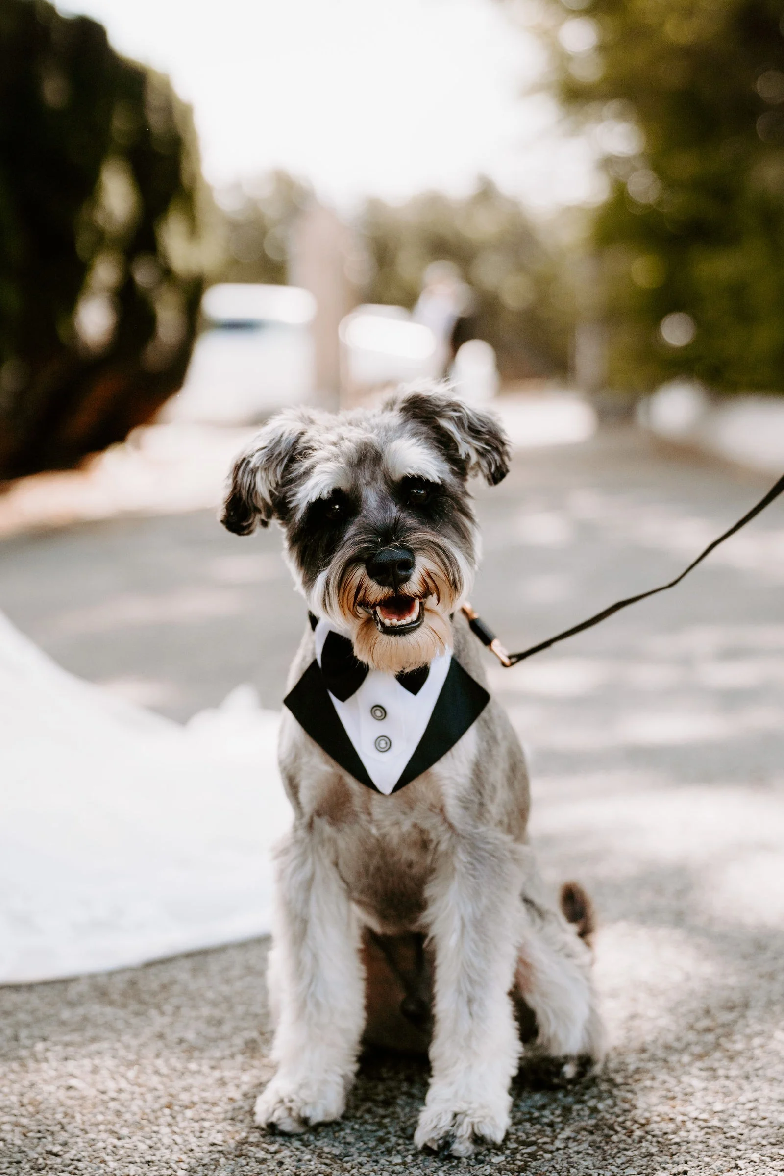 Chloe and John’s dog wearing a bow tie