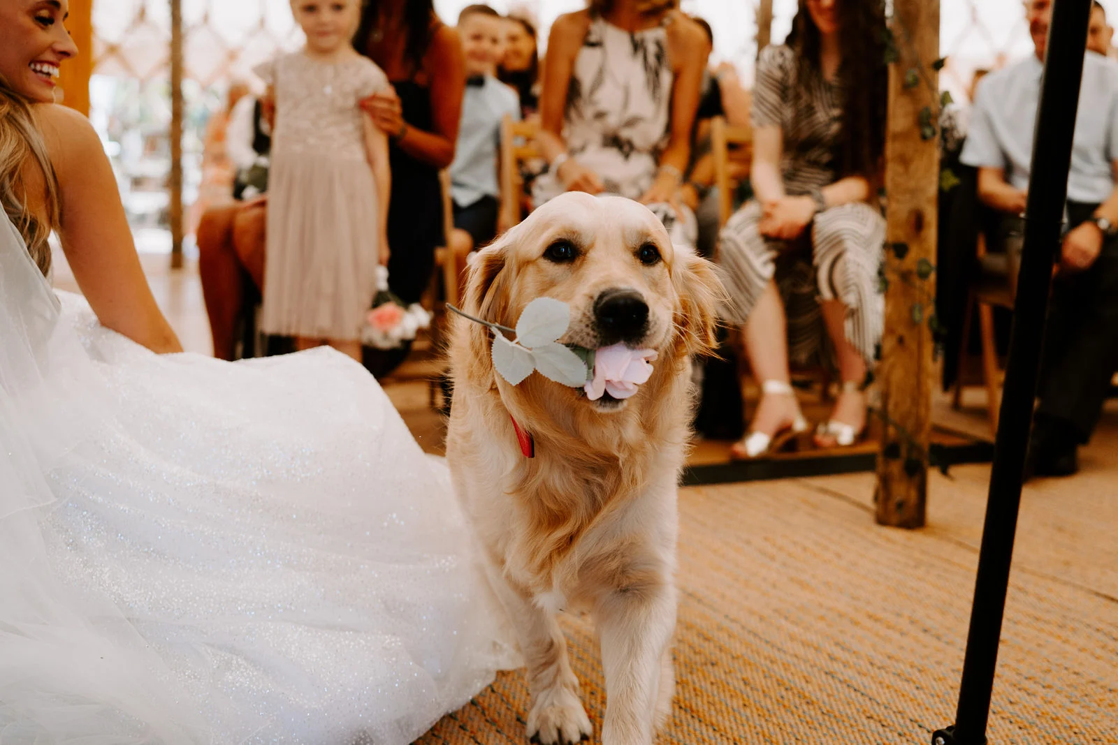 Golden retriever walking down the outdoor ceremony aisle holding a yellow sunflower in its mouth at Whitemoor Farm