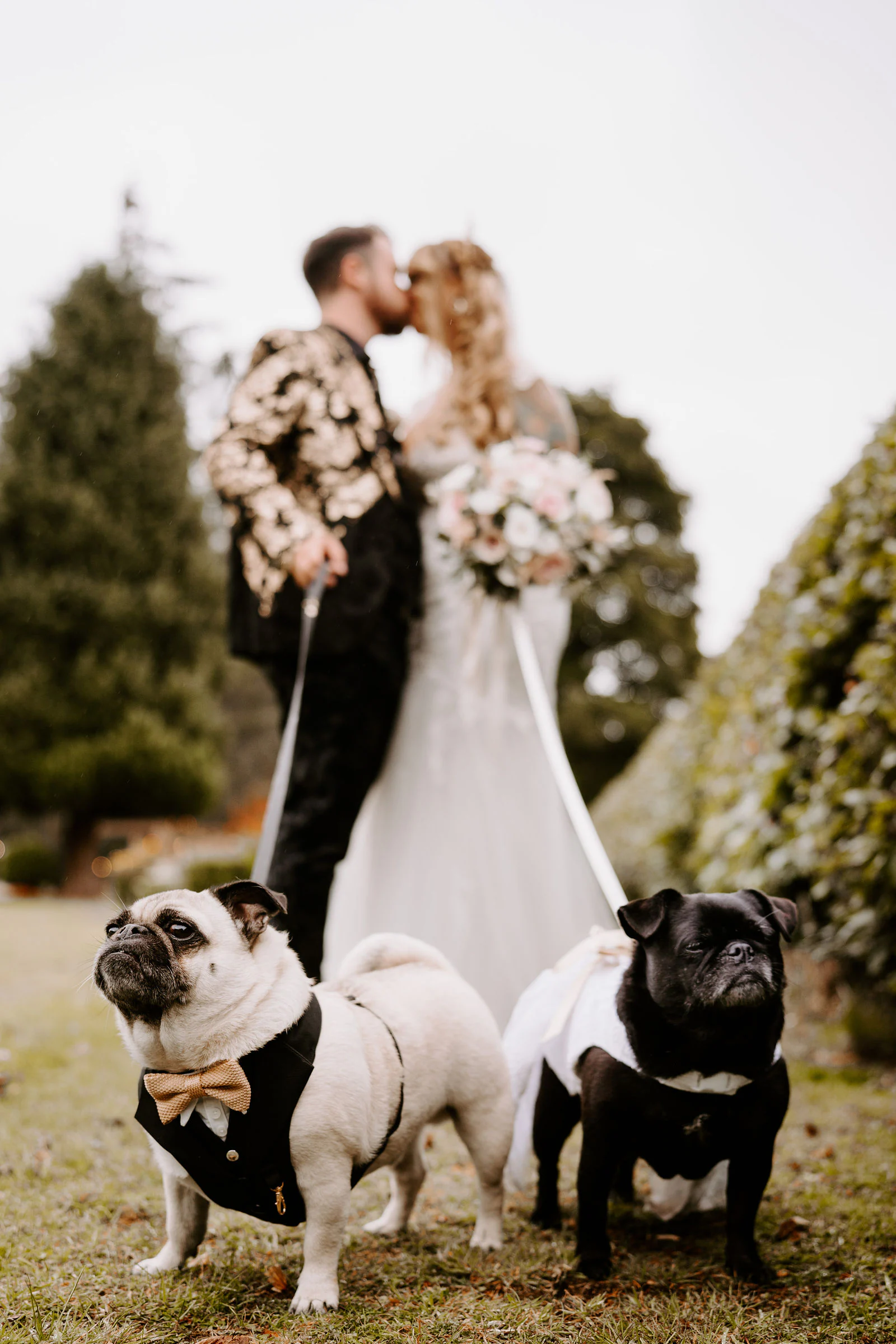 A bride and groom kiss on a lawn while two pugs in bow ties sit in front of them