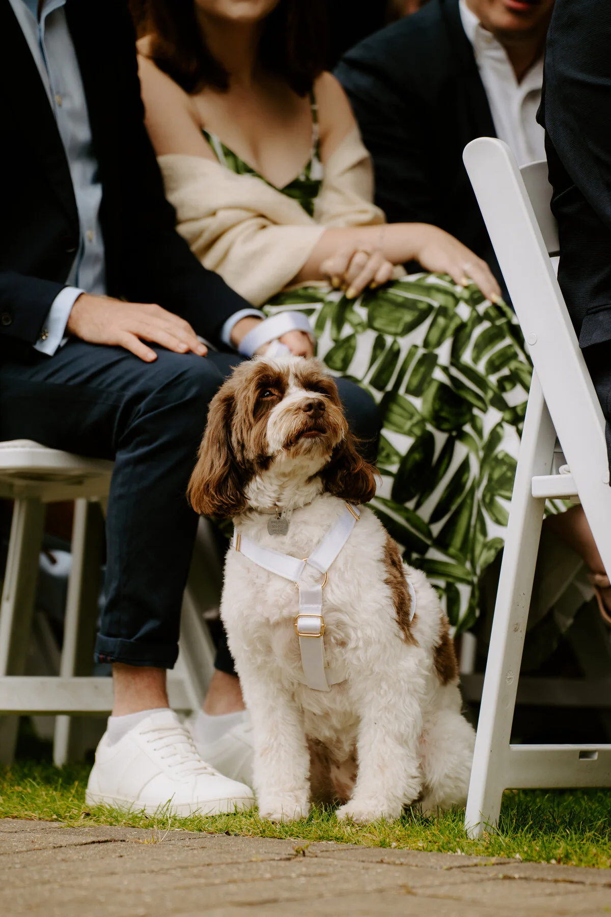Cockapoo sitting among wedding guests at an outdoor ceremony.