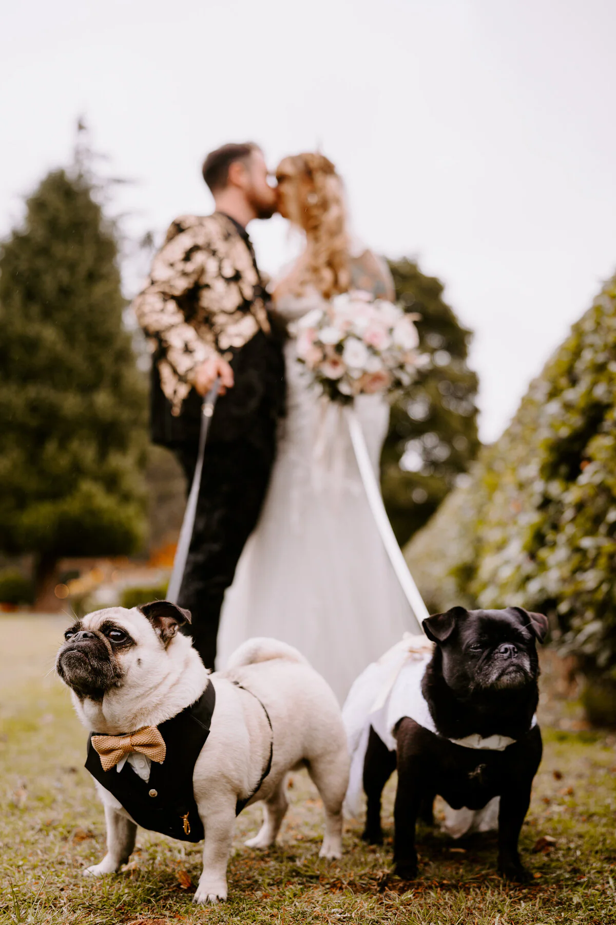 Two pugs in outfits photobombing a couple's kiss.