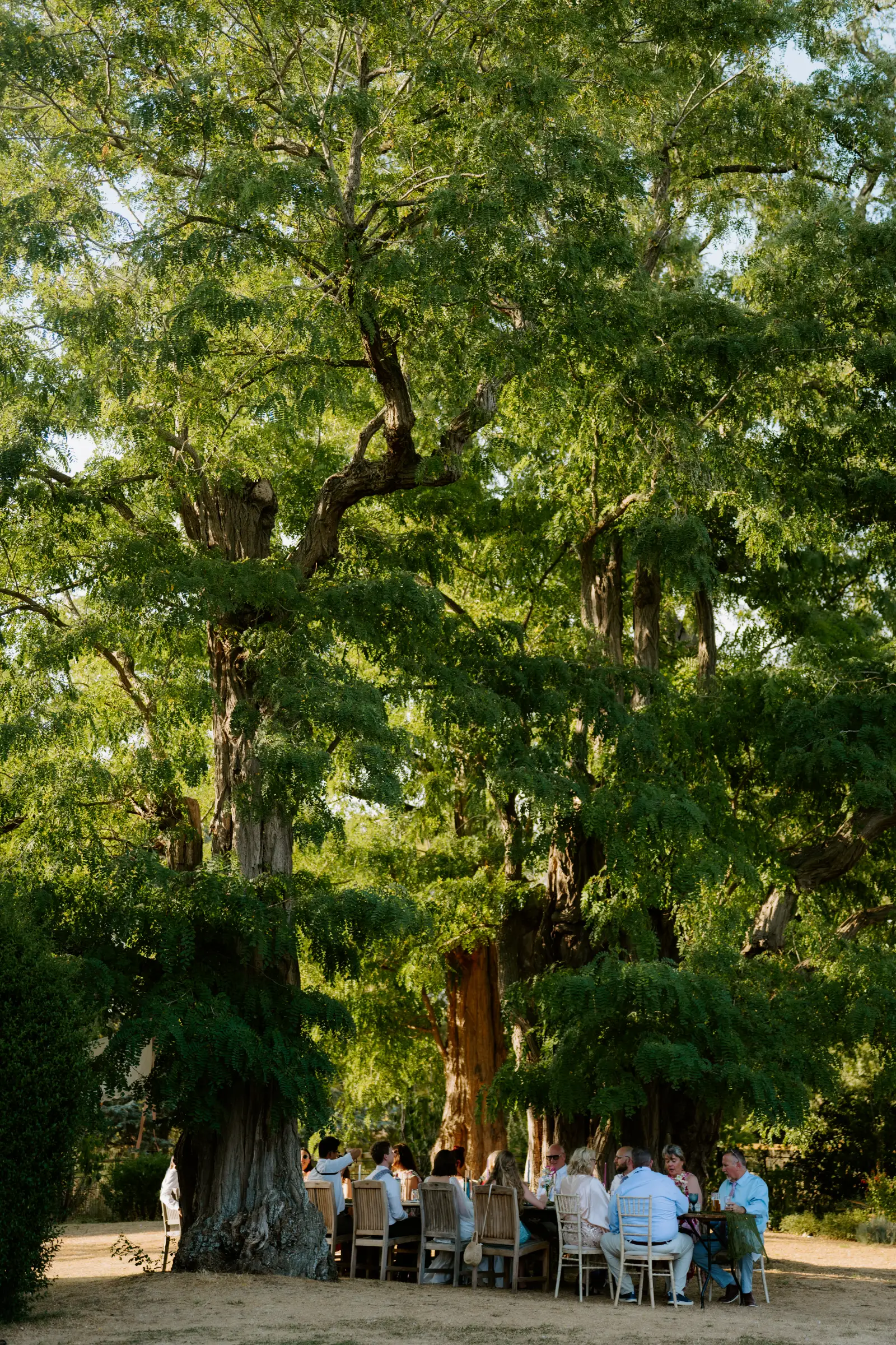 Wedding reception beneath a mature tree with guests seated outdoors.